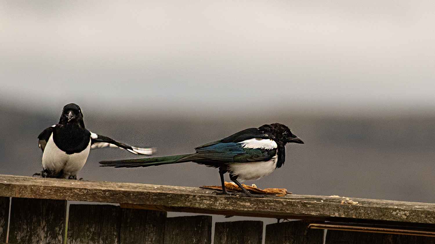 Eurasian Magpie
